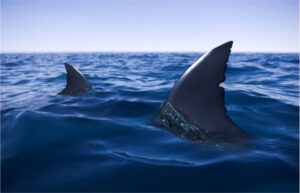 photo-of-shark-fins