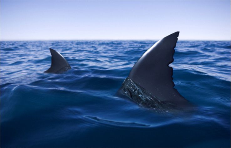 photo-of-shark-fins